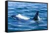 Large male from Pod of resident Orca Whales in Haro Strait near San Juan Island, Washington State, -Stuart Westmorland-Framed Stretched Canvas