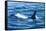 Large male from Pod of resident Orca Whales in Haro Strait near San Juan Island, Washington State, -Stuart Westmorland-Framed Stretched Canvas