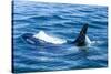 Large male from Pod of resident Orca Whales in Haro Strait near San Juan Island, Washington State, -Stuart Westmorland-Stretched Canvas