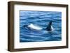 Large male from Pod of resident Orca Whales in Haro Strait near San Juan Island, Washington State, -Stuart Westmorland-Framed Photographic Print