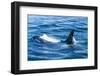 Large male from Pod of resident Orca Whales in Haro Strait near San Juan Island, Washington State, -Stuart Westmorland-Framed Photographic Print