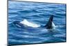 Large male from Pod of resident Orca Whales in Haro Strait near San Juan Island, Washington State, -Stuart Westmorland-Mounted Photographic Print