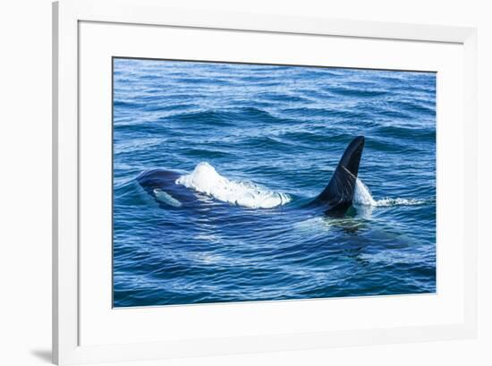 Large male from Pod of resident Orca Whales in Haro Strait near San Juan Island, Washington State, -Stuart Westmorland-Framed Photographic Print