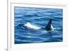 Large male from Pod of resident Orca Whales in Haro Strait near San Juan Island, Washington State, -Stuart Westmorland-Framed Photographic Print