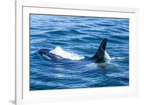 Large male from Pod of resident Orca Whales in Haro Strait near San Juan Island, Washington State, -Stuart Westmorland-Framed Photographic Print