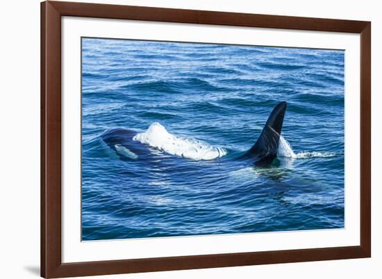 Large male from Pod of resident Orca Whales in Haro Strait near San Juan Island, Washington State, -Stuart Westmorland-Framed Photographic Print