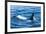 Large male from Pod of resident Orca Whales in Haro Strait near San Juan Island, Washington State, -Stuart Westmorland-Framed Photographic Print