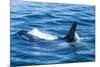 Large male from Pod of resident Orca Whales in Haro Strait near San Juan Island, Washington State, -Stuart Westmorland-Mounted Photographic Print