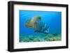 Large Male Napoleon Wrasse (Cheilinus Undulatus) Yawning. Ras Mohammed, Sinai, Egypt. Red Sea-Alex Mustard-Framed Photographic Print