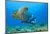 Large Male Napoleon Wrasse (Cheilinus Undulatus) Yawning. Ras Mohammed, Sinai, Egypt. Red Sea-Alex Mustard-Mounted Photographic Print