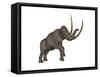 Large Mammoth, White Background-null-Framed Stretched Canvas