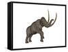 Large Mammoth, White Background-null-Framed Stretched Canvas