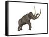 Large Mammoth, White Background-null-Framed Stretched Canvas