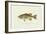 Large-Mouthed Black Bass-Denton-Framed Art Print