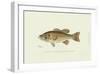 Large-Mouthed Black Bass-Denton-Framed Art Print