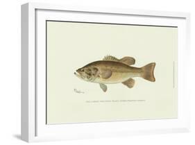 Large-Mouthed Black Bass-Denton-Framed Art Print