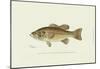 Large-Mouthed Black Bass-Denton-Mounted Art Print