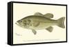 Large-Mouthed Black Bass-Denton-Framed Stretched Canvas