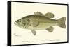 Large-Mouthed Black Bass-Denton-Framed Stretched Canvas