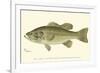 Large-Mouthed Black Bass-Denton-Framed Art Print