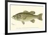 Large-Mouthed Black Bass-Denton-Framed Art Print