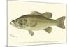 Large-Mouthed Black Bass-Denton-Mounted Art Print