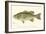 Large-Mouthed Black Bass-Denton-Framed Art Print