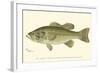 Large-Mouthed Black Bass-Denton-Framed Art Print