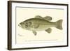 Large-Mouthed Black Bass-Denton-Framed Art Print