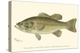 Large-Mouthed Black Bass-Denton-Stretched Canvas
