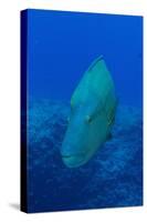 Large Napoleon Wrasse in Blue Water, Palau, Micronesia-Stocktrek Images-Stretched Canvas