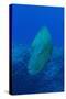 Large Napoleon Wrasse in Blue Water, Palau, Micronesia-Stocktrek Images-Stretched Canvas