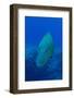 Large Napoleon Wrasse in Blue Water, Palau, Micronesia-Stocktrek Images-Framed Photographic Print