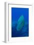 Large Napoleon Wrasse in Blue Water, Palau, Micronesia-Stocktrek Images-Framed Photographic Print