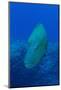 Large Napoleon Wrasse in Blue Water, Palau, Micronesia-Stocktrek Images-Mounted Photographic Print