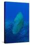 Large Napoleon Wrasse in Blue Water, Palau, Micronesia-Stocktrek Images-Stretched Canvas