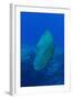 Large Napoleon Wrasse in Blue Water, Palau, Micronesia-Stocktrek Images-Framed Photographic Print