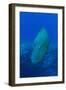 Large Napoleon Wrasse in Blue Water, Palau, Micronesia-Stocktrek Images-Framed Photographic Print