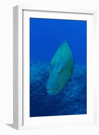 Large Napoleon Wrasse in Blue Water, Palau, Micronesia-Stocktrek Images-Framed Photographic Print