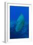 Large Napoleon Wrasse in Blue Water, Palau, Micronesia-Stocktrek Images-Framed Photographic Print