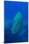 Large Napoleon Wrasse in Blue Water, Palau, Micronesia-Stocktrek Images-Mounted Photographic Print
