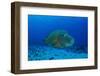 Large Napoleon Wrasse in Blue Water, Palau, Micronesia-Stocktrek Images-Framed Photographic Print