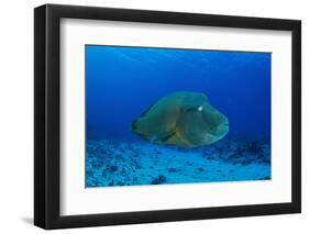 Large Napoleon Wrasse in Blue Water, Palau, Micronesia-Stocktrek Images-Framed Photographic Print