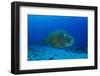 Large Napoleon Wrasse in Blue Water, Palau, Micronesia-Stocktrek Images-Framed Photographic Print