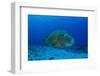 Large Napoleon Wrasse in Blue Water, Palau, Micronesia-Stocktrek Images-Framed Photographic Print