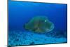 Large Napoleon Wrasse in Blue Water, Palau, Micronesia-Stocktrek Images-Mounted Photographic Print