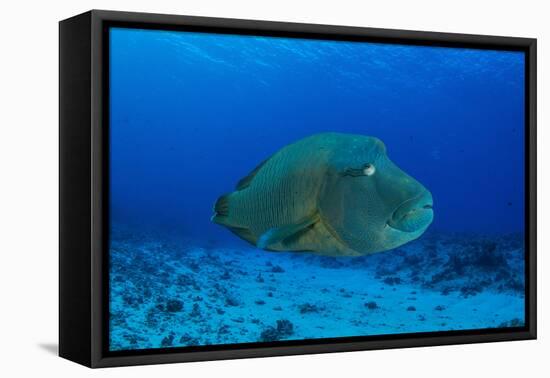 Large Napoleon Wrasse in Blue Water, Palau, Micronesia-Stocktrek Images-Framed Stretched Canvas