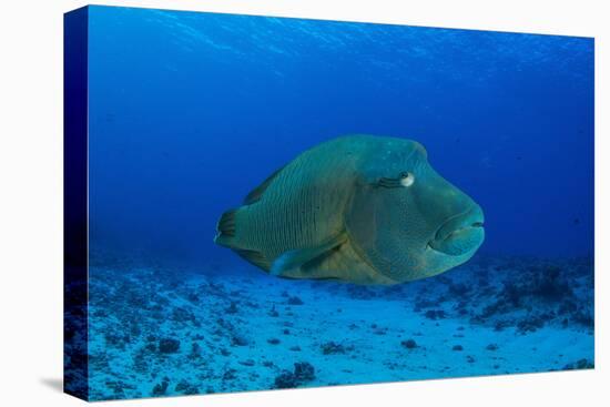 Large Napoleon Wrasse in Blue Water, Palau, Micronesia-Stocktrek Images-Stretched Canvas