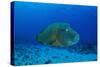 Large Napoleon Wrasse in Blue Water, Palau, Micronesia-Stocktrek Images-Stretched Canvas