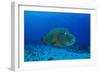 Large Napoleon Wrasse in Blue Water, Palau, Micronesia-Stocktrek Images-Framed Photographic Print